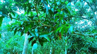 Meherpurr Amer Bagan. Sesh Somoy