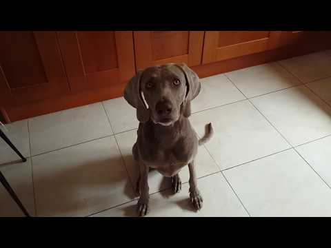 Nexgard Spectra for dogs