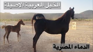 لمحبين الدماء المصرية - زيارة مربط طيبة للخيل العربية الاصيلة