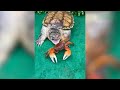 Snapping Turtle VS Crab, who is winner? 兇猛的鱷龜PK螃蟹,一開始以為是王者,原來是