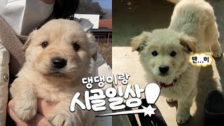 [vlog]갓기에서 얼딩으로 성장한 시고르자브종과 함께 시골1박2일 브이로그