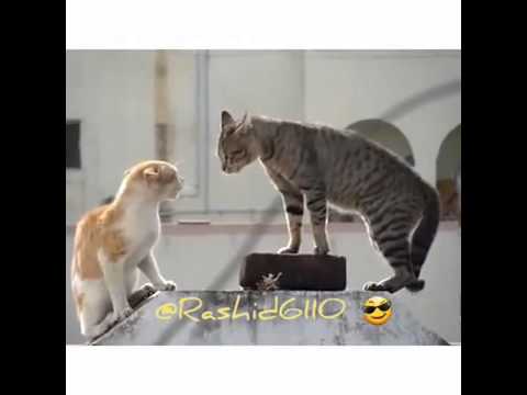 ترجمة هندية ههههه