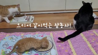 꼬물이 일기♥ 슬슬 꼬물이 탈을 벗어나는 막내 (38day) #daily