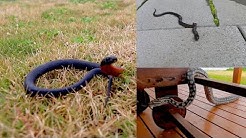 Common Snakes Around Adelaide SA - Ep. 3