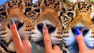 BOOPS FOR TANK THE JAGUAR