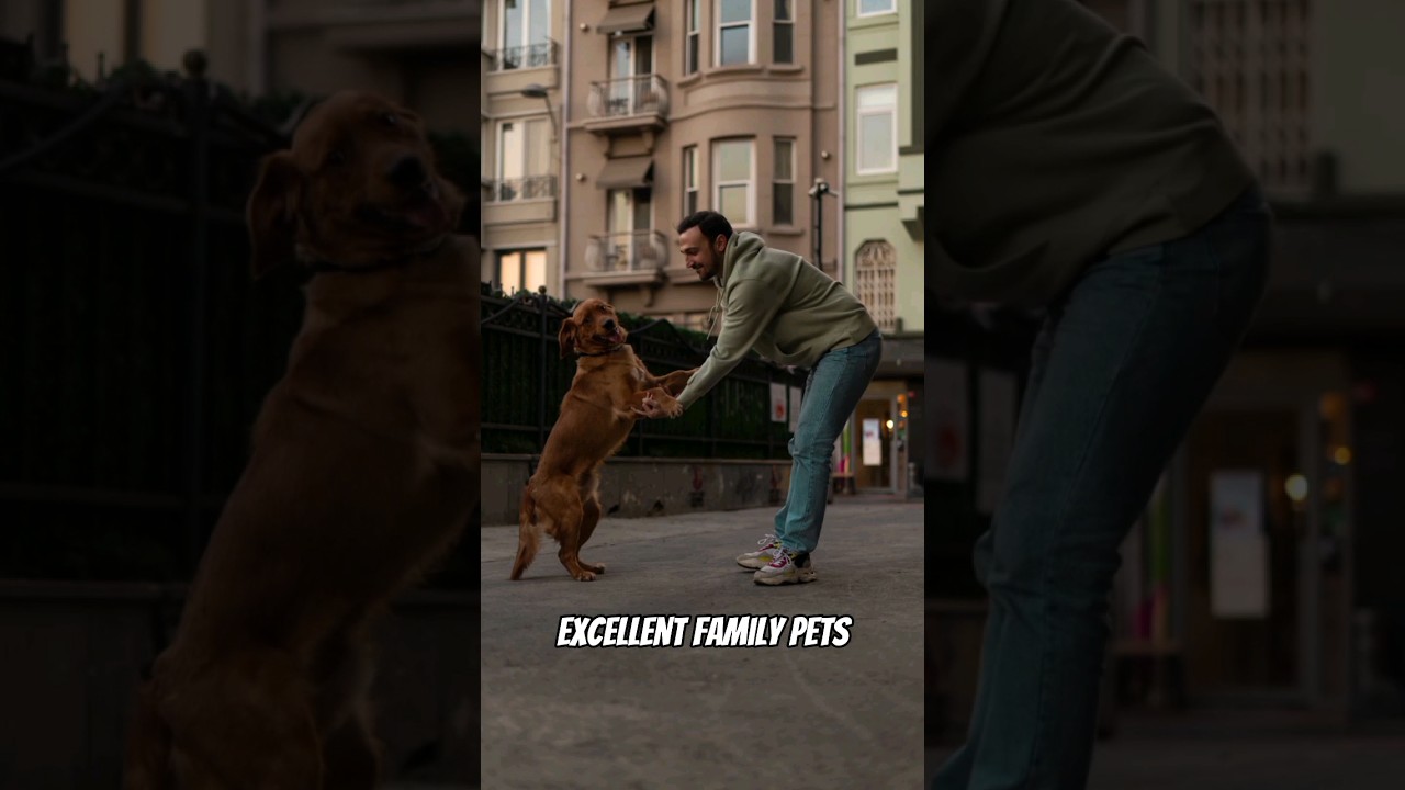 Golden Retrievers: The Most Popular Dog Breed in the World