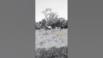 عرب الخماسين قبائل مطير أبو حسن العمده 
