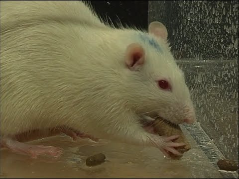 Vidéo: 5 faits qui changeront votre façon de penser du rat