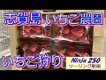 【Ninja250】志賀島にあるマエムラファームでいちご狩りを堪能してきました！