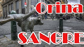 gusano de riñon gigante gusano de riñon gigante