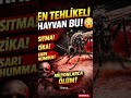 En ölümcül hayvan 😱.                         #sivrisinek #sinek #