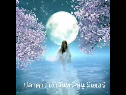 ปลาดาว เงาจันทร์ หนู มิเตอร์