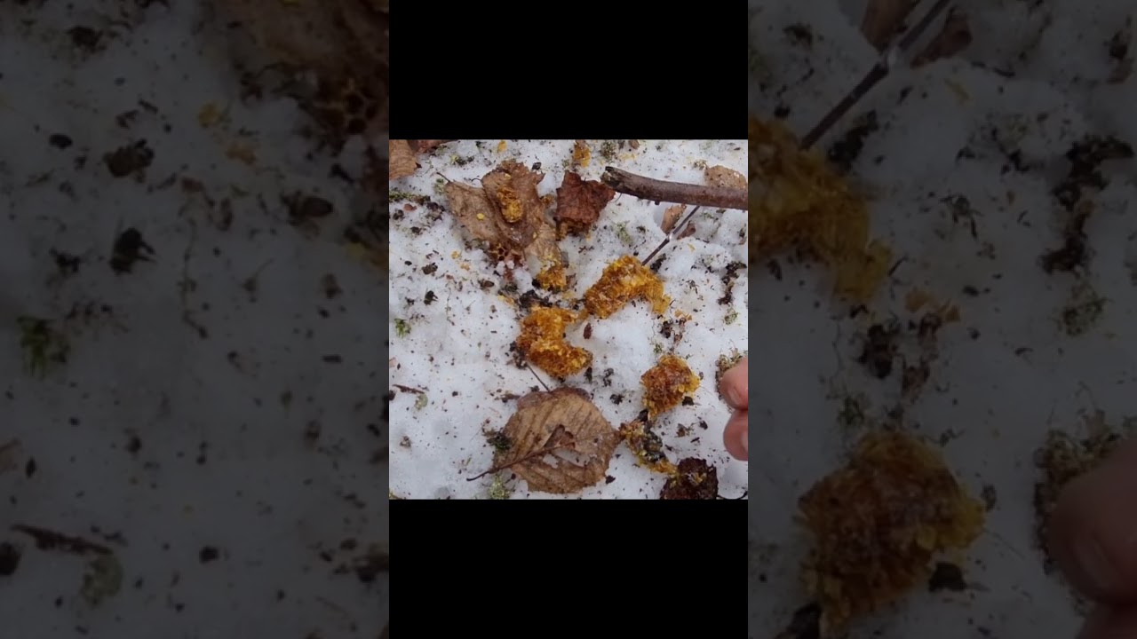 СРОЧНО !!! Кто ПОБЕЗОБРАЗНИЧАЛ в лесу ? 