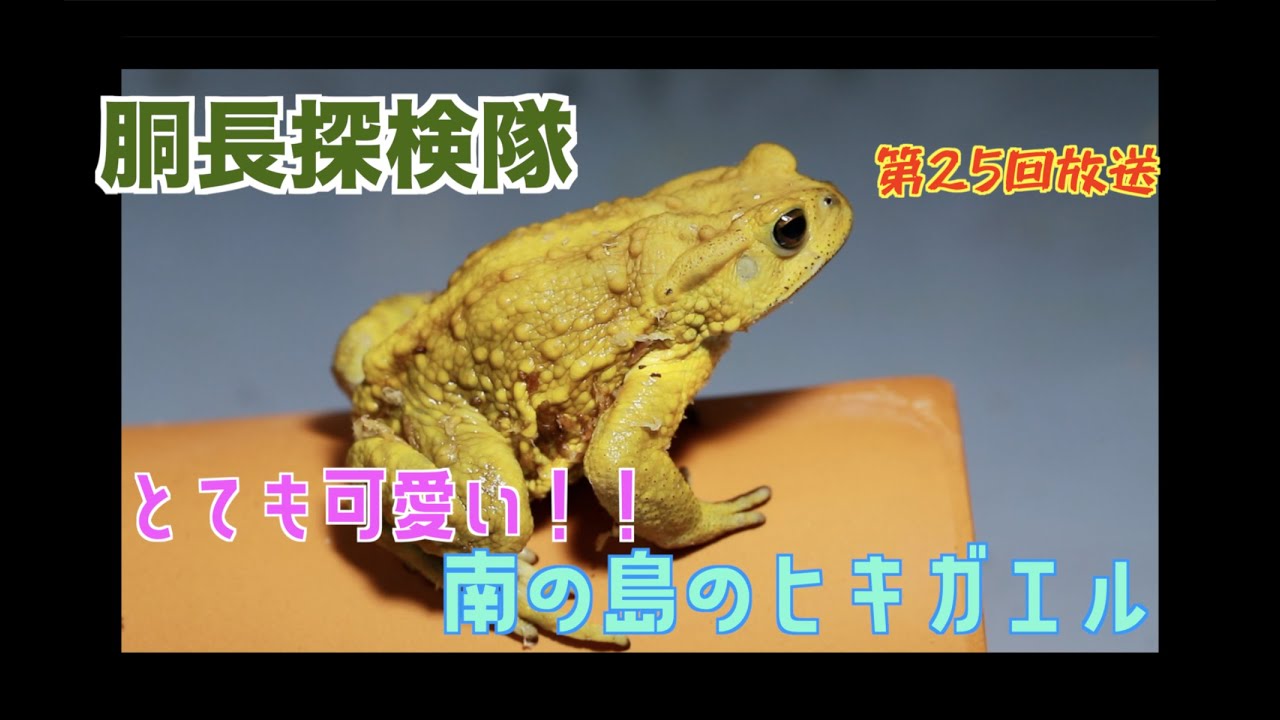 ミヤコヒキガエルの飼育方法 Youtube