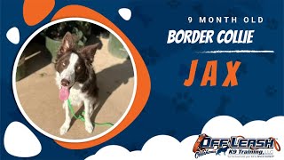 Border Brilliance: Jax's Off-Leash Triumph in OKC at 9 Months! by Off Leash K9 Training of Oklahoma 394 views 4 weeks ago 4 minutes, 18 seconds