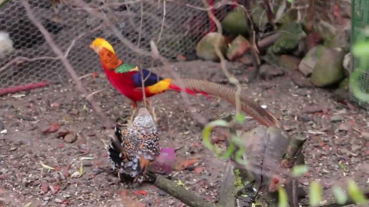 În vizită la un crescător de animale și păsări exotice! 🕊 + un iaz superb 🐠🐟