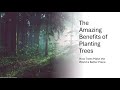 The Amazing Benefits of Planting Trees: How Trees Make the World a Better Place