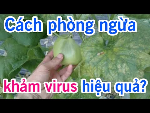 Video: Khảm Dưa Chuột Trơn