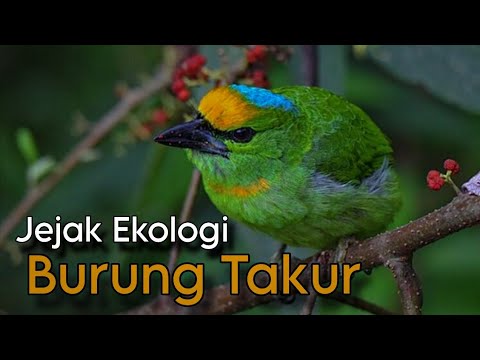 The Secret of the Takur Bird: Mysterious Sounds from the Jungle