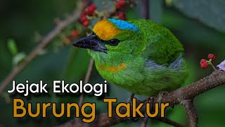Rahasia Burung Takur: Suara Misterius dari Rimba
