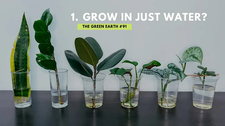 #91 Top 6 Common Indoor Plants That Can Grow In Water | Grow Houseplants Without Soil - DayDayNews