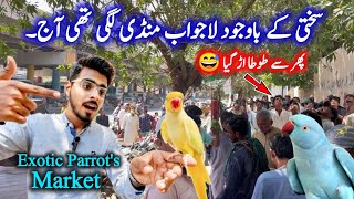 Exotic Parrots & Birds Market 2024 Latest Update in Urdu Hindi || Birds market 2024 latest video