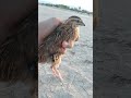 very beautiful Desi quail |#birds#animals#shorts#viralvideo