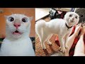 Try Not To Laugh or Grin While Watching Funny Animals Compilation #2