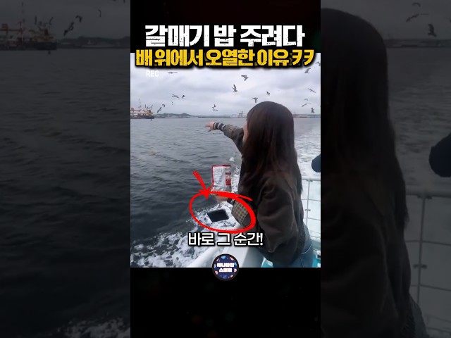 갈매기 밥 주려다 배 위에서 오열한 이유 ㅋㅋㅋ #funny #대참사 #레전드 #멘붕 #갈매기