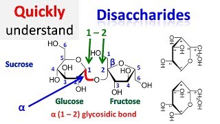 Disaccharide