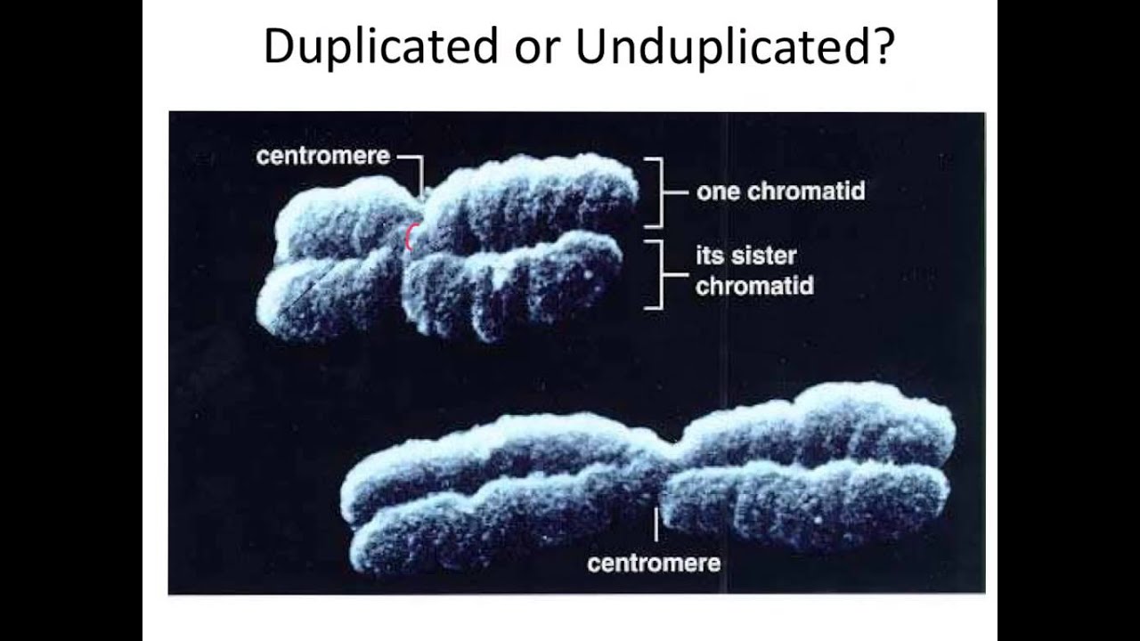 How Is Dna Copied During Cell Division? – MIXG