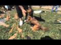 Tornado victim reunites with dog during interview