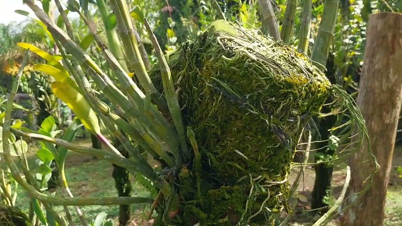 Kereteria media kayu harus di ganti