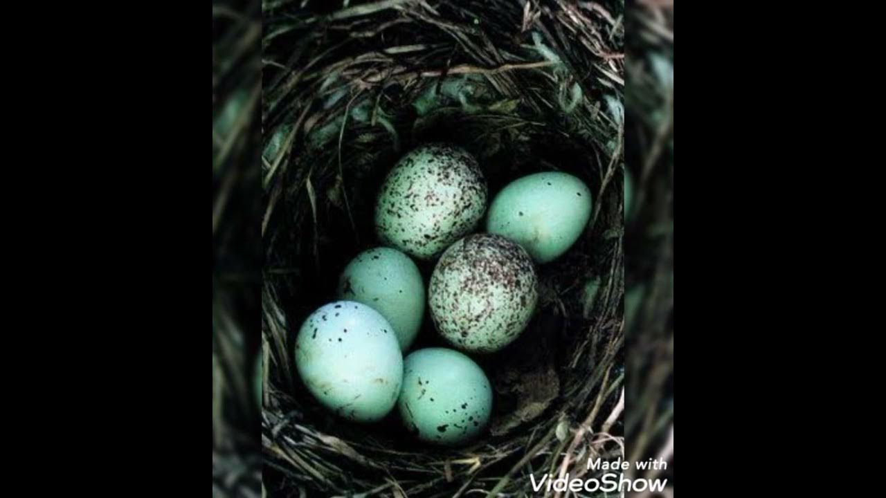 Где высиживают яйца. Сплюшка гнездо. Яйца птиц. Гнездо с яйцами. Зеленые птичьи яйца.