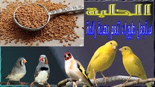 فوائد الحلبة و طرق استخدامها للطيور