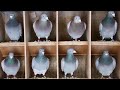 ОБНОВКА В ГОЛУБ'ЯТНІ. СПОРТИВНІ ГОЛУБИ. SPORT PIGEONS. GOŁĘBIE POCZTOWE.