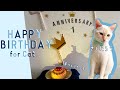 猫のための誕生日！手づくりケーキでお祝い✨