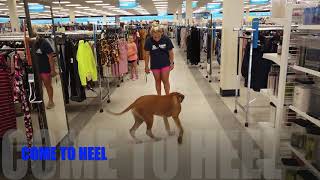 5 Month Old Rhodesian Ridgeback | Best Dog Training | Off Leash K9 | Board and Train | Oklahoma