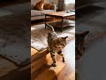 Your Pet is Acting Weird 24 7 Funny Animal Moments