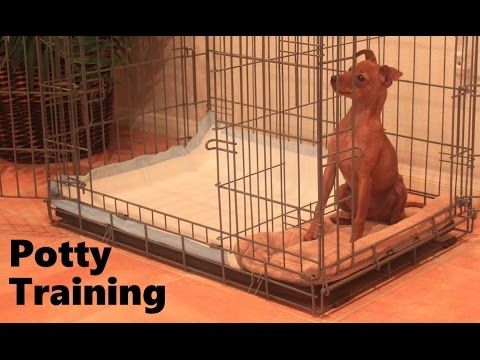 Video: How To Toilet Train A Pinscher