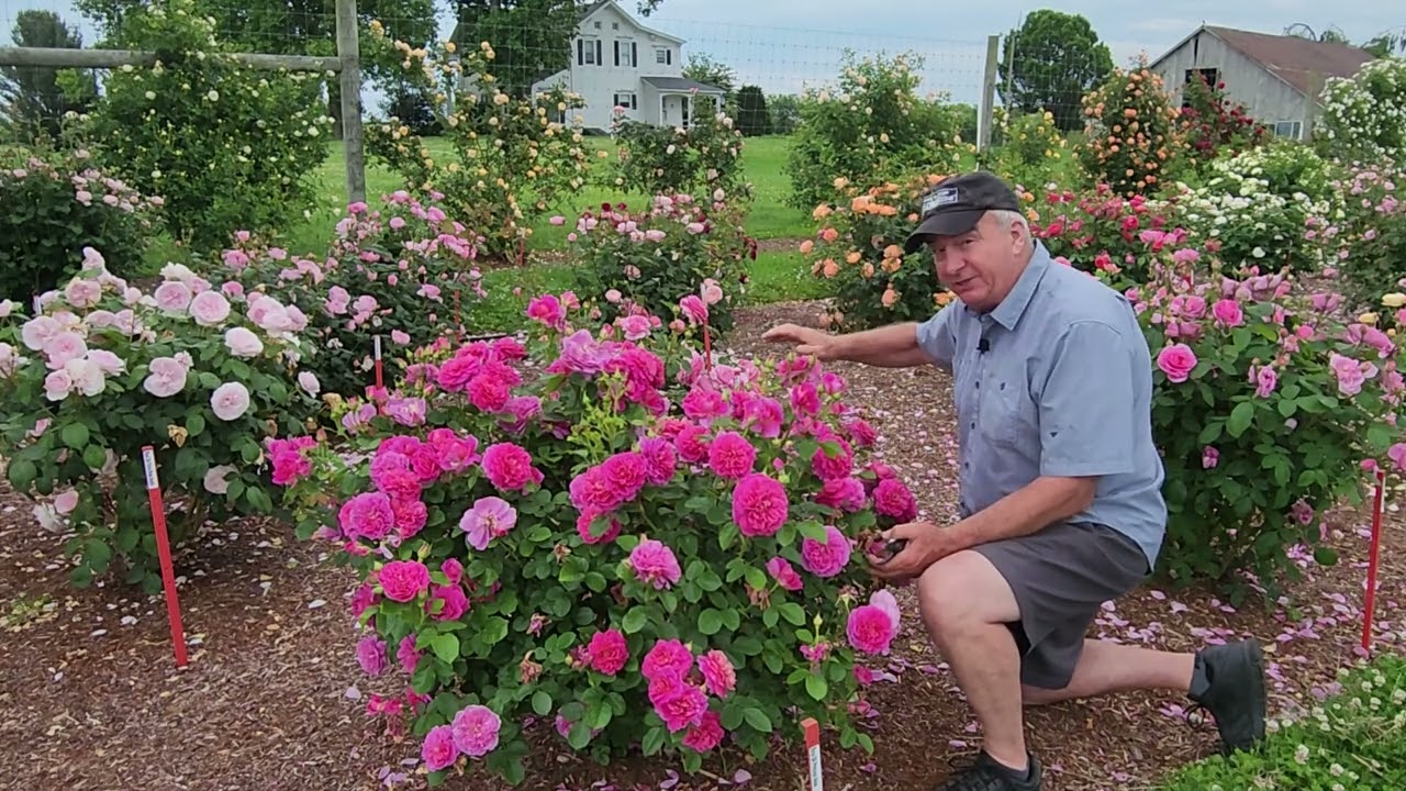 David Austin® Rose - Princess Anne (English Shrub Rose) / Beautiful, Top Performer in our Trials 👍😜🌹