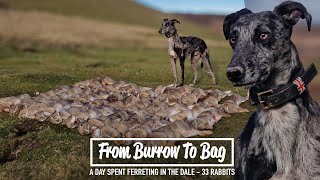 From Burrow To Bag - A Day Spent Ferreting In The Dale - 33 Rabbits
