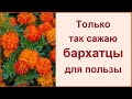 БАРХАТЦЫ на рассаду посев семян в грунт для быстрой всхожести