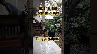 #kucing #oyen #hujan #menunggu. Menunggu    tempat pasir toliet si oyen