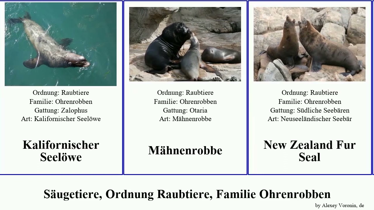 Säugetiere, Ordnung Raubtiere, Familie Ohrenrobben seebär seelöwe language mammal Südliche Fur New