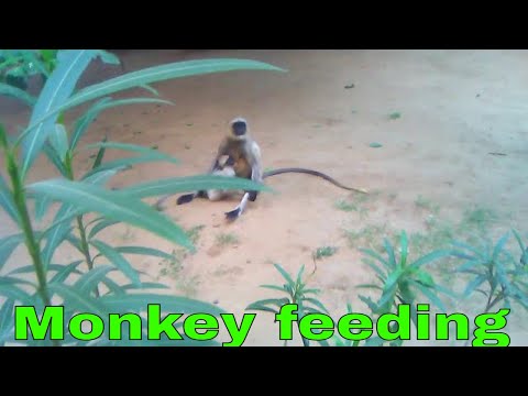Wildlife is local discovery|monkey widelife in the jungle|funny videos|funny monkey||
