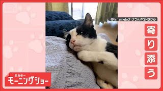 「寄り添うニャン」　おなかス～リスり　なぜ妊婦さんのおなかに頭をスリスリするの？【羽鳥慎一モーニングショー】(2025年10月24日)