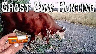 Hunting A Cow