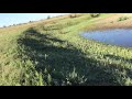 Самец сапсана ловит квакву.Peregrine falcon male catches night heron.遊eg獵鷹男抓住夜鷺