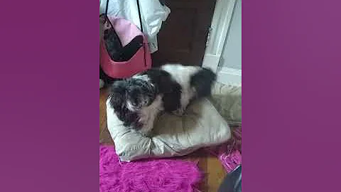 Dog and his girlfriend(pillo...